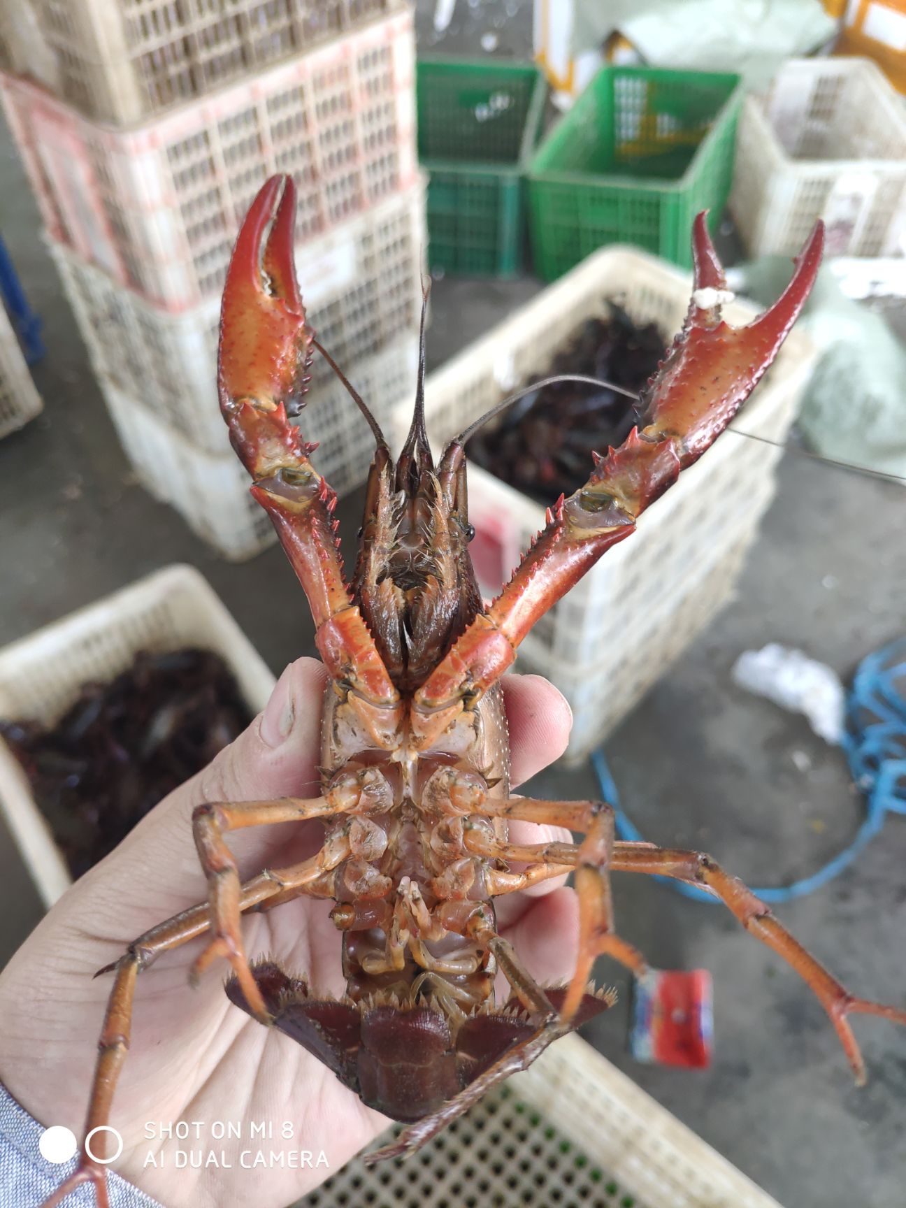  潜江小龙虾全国发货