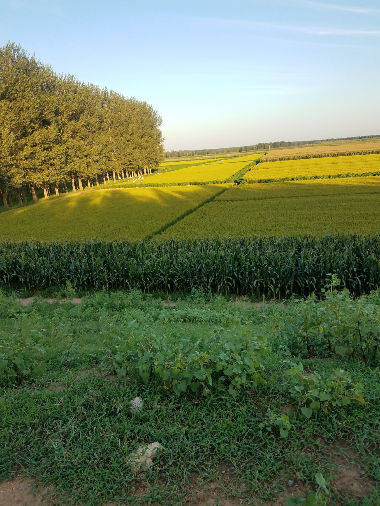 五谷杂粮礼盒 绿色水稻，绿色大米绿色水稻，绿色大米。