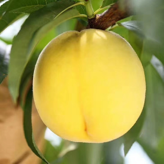 平邑县黄金蜜桃树苗  黄金蜜桃苗