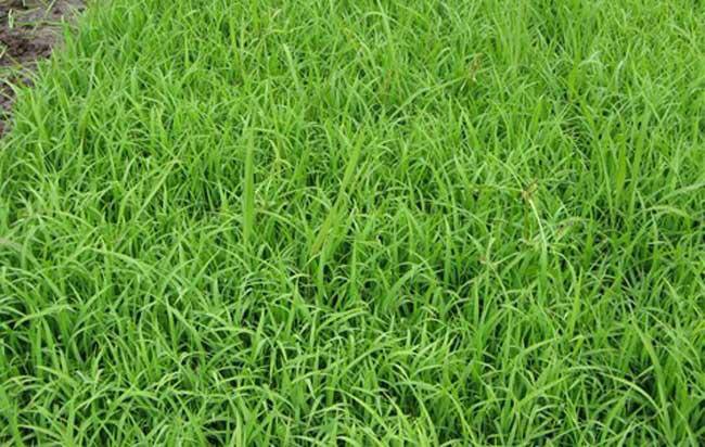 杂交稻 水稻苗预定单现采