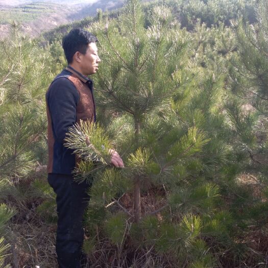 天水 精品大田油松便宜出售了，一株12元，有需要的老板联系，