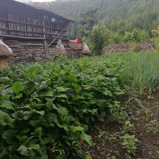 桓仁县东风菜 大耳毛种苗 、种子，猫爪子菜菜苗、种子出售，价格优惠