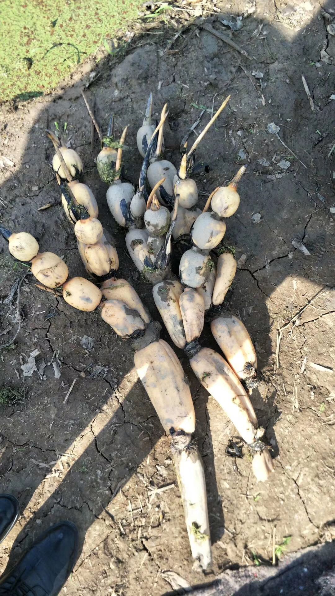 巨无霸藕种 莲藕种植莲藕苗莲藕种出售藕种大量出售藕种