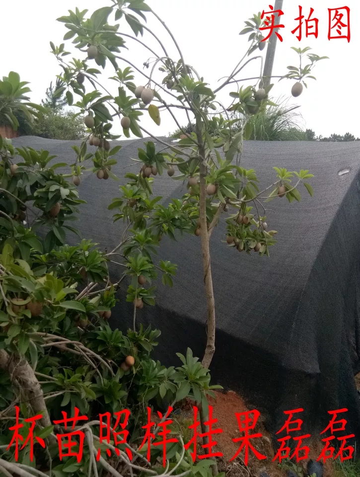 人心果树苗 人心果苗四季南方种植越南果树苗当年结果盆栽地栽人参果带果发货