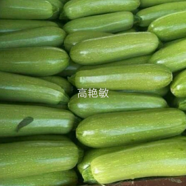  精品西葫芦4两以上产地直供
