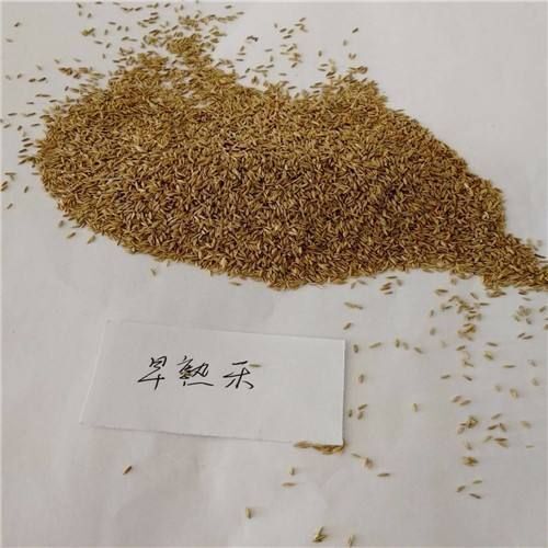 沭阳县 早熟禾种子批发 草坪种子批发 耐践踏好管理