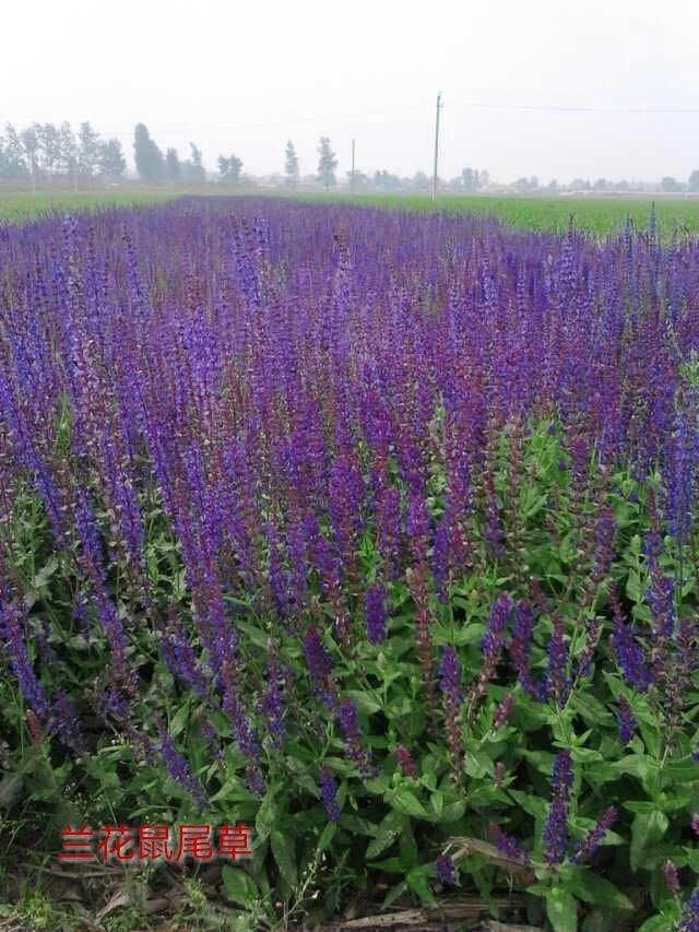 鼠尾草