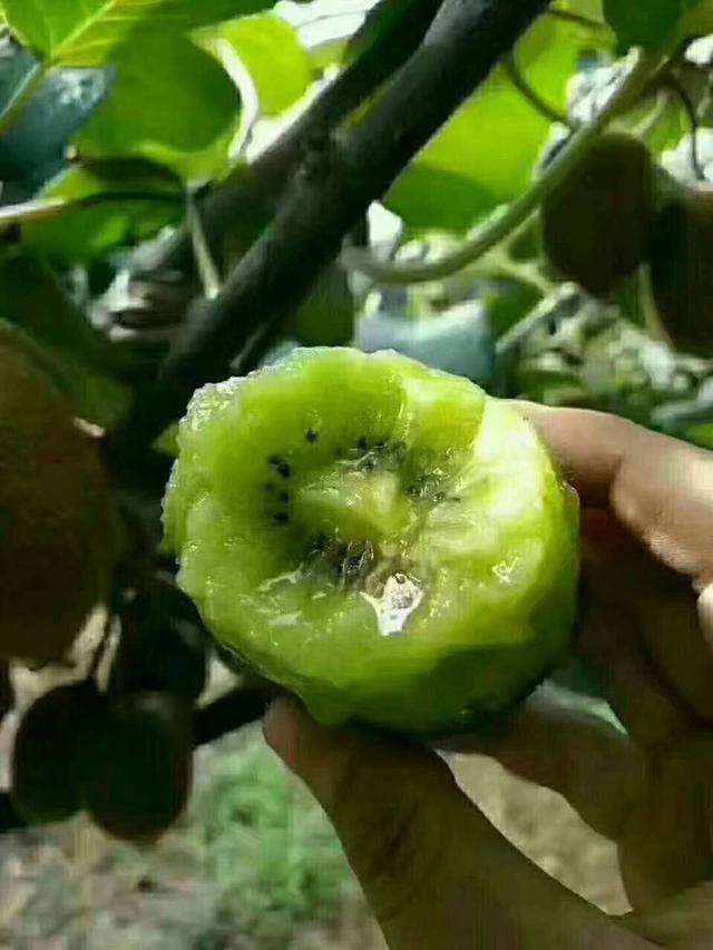  眉县徐香猕猴桃′