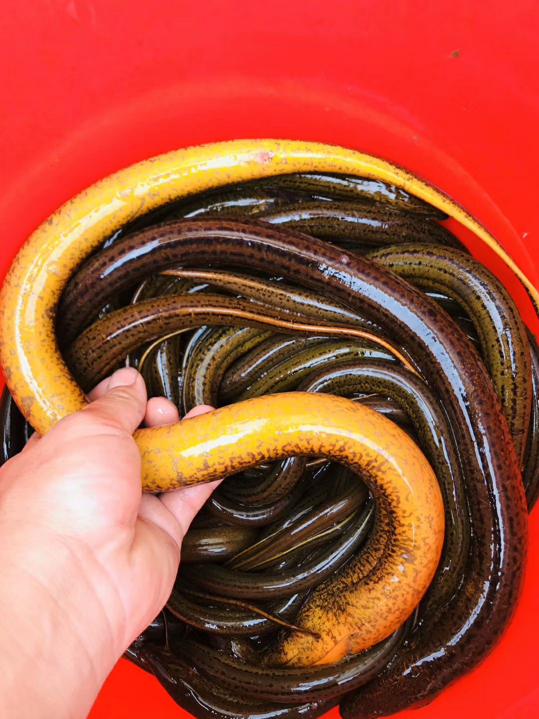 斤货八两上天然大黄鳝，斤货，货源稳定，鲜活到家，洪湖直发