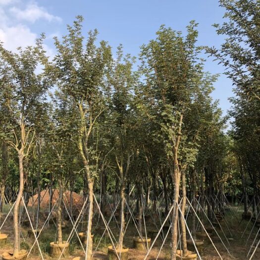 普宁市黄花风铃木 诚信为本。价格合理