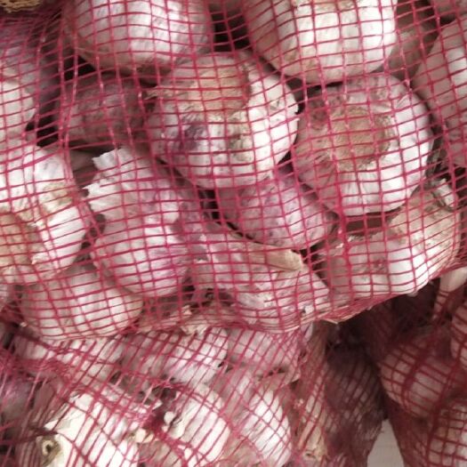金乡县红皮蒜  金乡精品大蒜代发全国市场