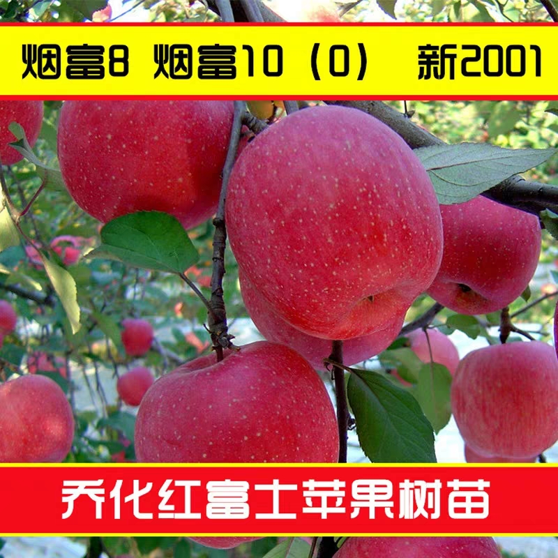 红富士苹果苗 量多优惠 现挖苗 成活率很高 可签合同