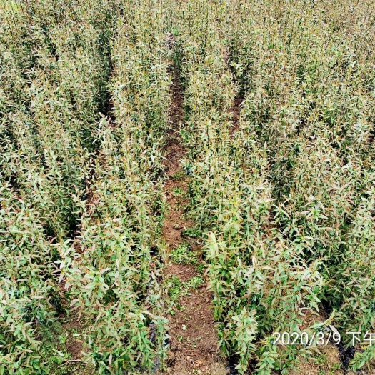 长阳县皱皮木瓜苗 皱皮木瓜树苗批发出售