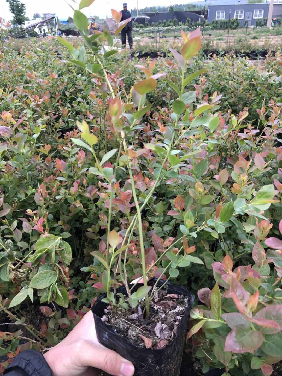 莱克西蓝莓苗 蓝莓基地直销
