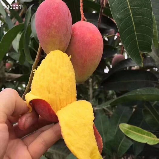 灵山县 贵妃芒果苗  桂七芒果苗  台农芒果苗