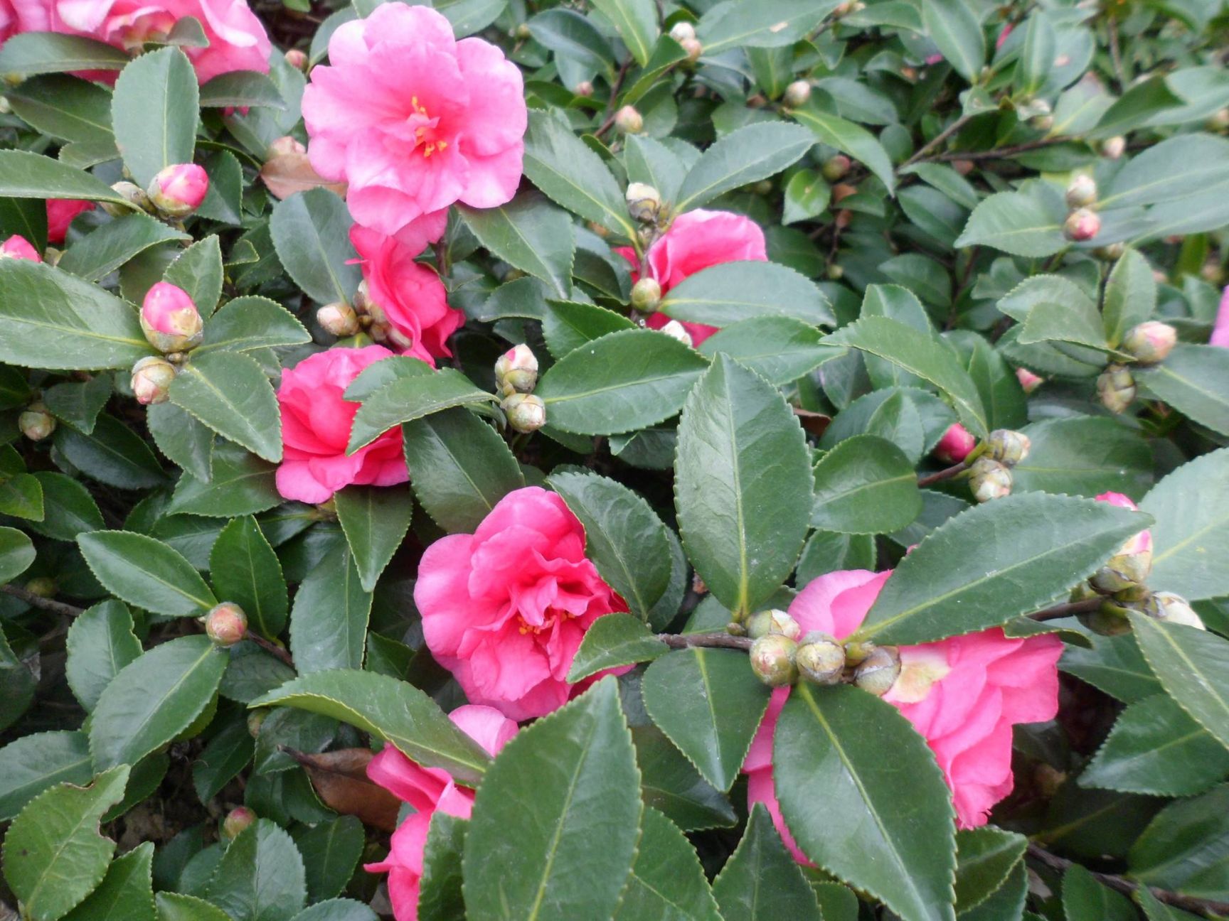 茶梅  ，茶花，地苗，杯苗，产地直销，大量供应