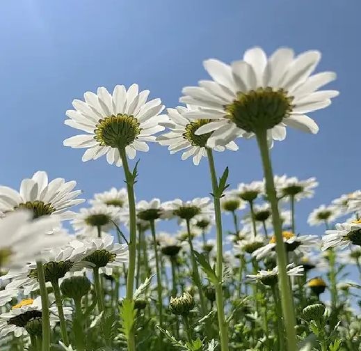 白晶菊种子优质品种。易种易活四季种植花海庭院。