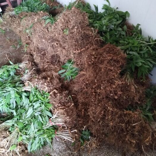 隆回县 黄精种苗