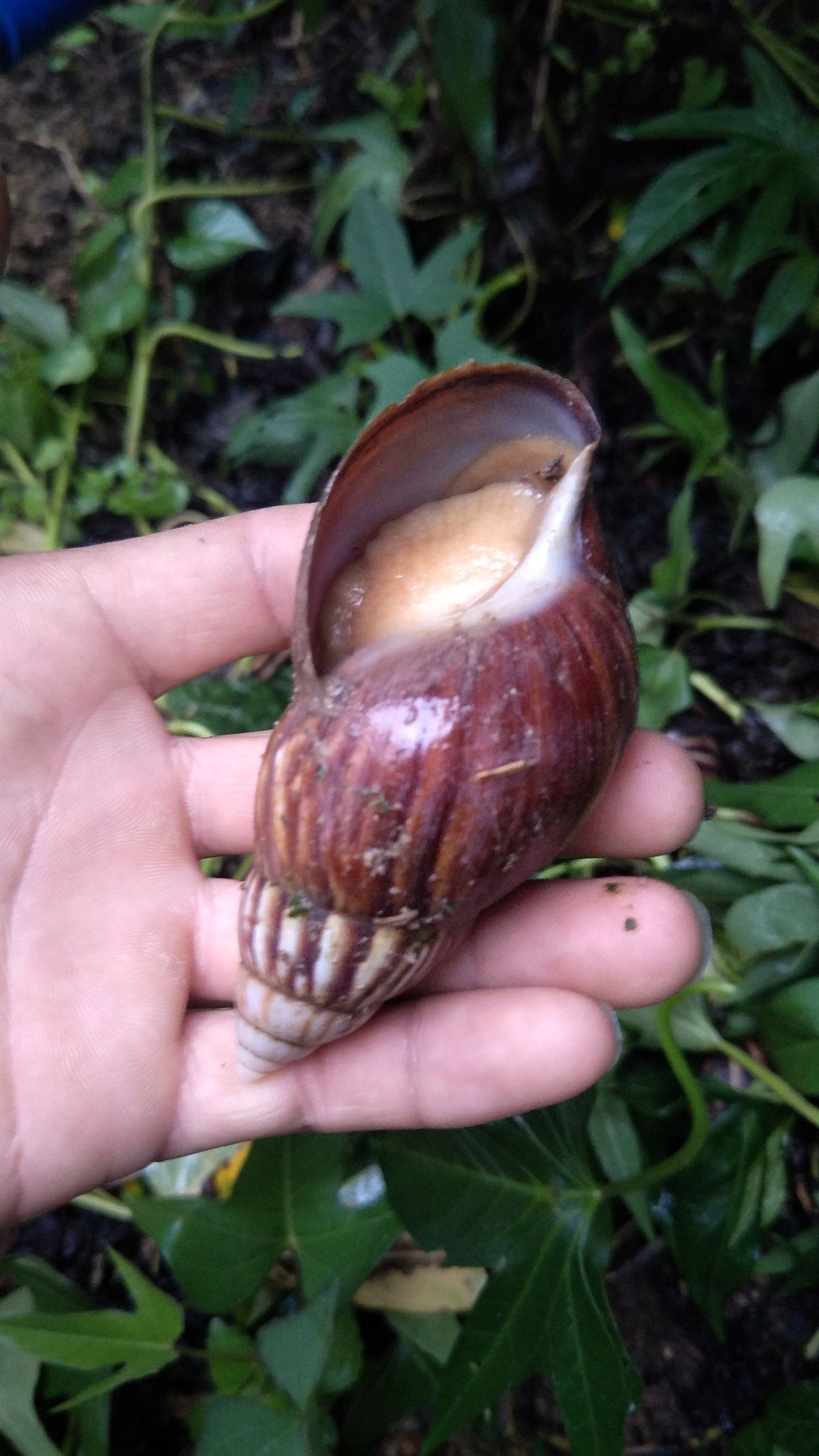  白玉蜗牛，种苗