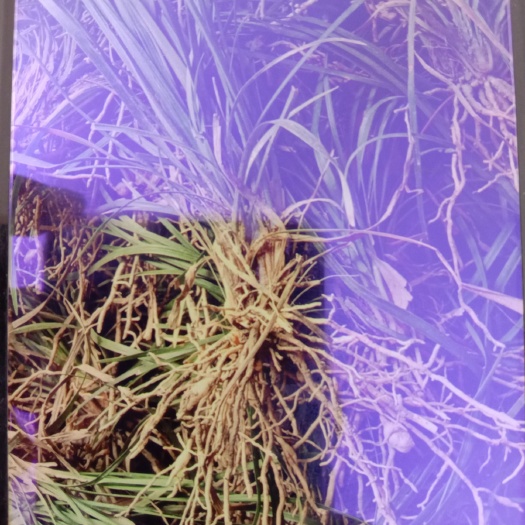 三台县麦冬草 大量麦冬苗出售