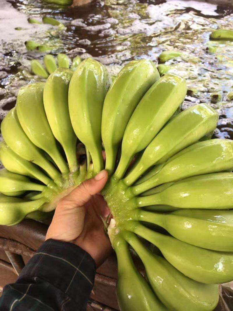 香甜软口的巴西香蕉，非诚勿扰