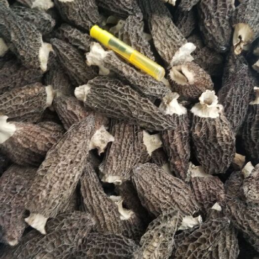 贵阳羊肚菌干货新货 
头茬好货，肉厚色黑