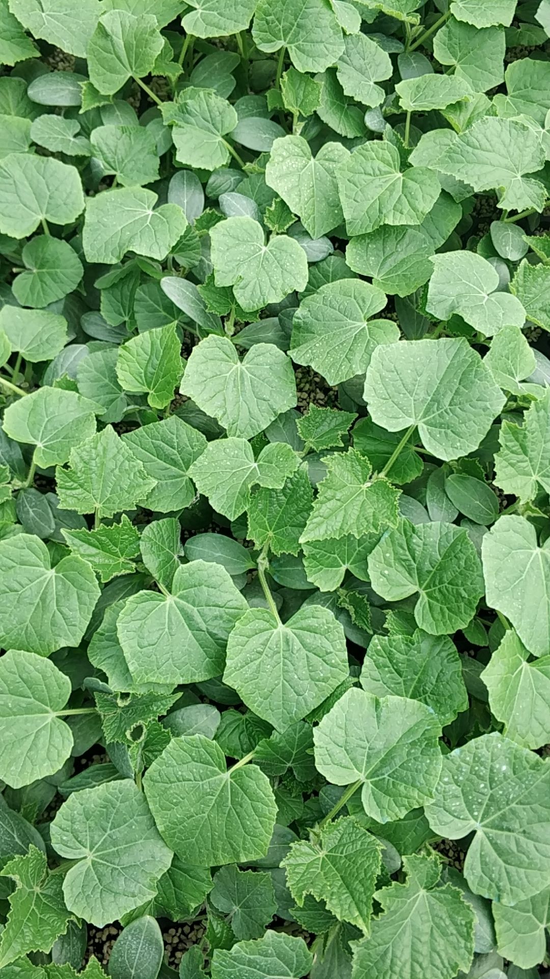 黄瓜种苗 密刺黄瓜苗