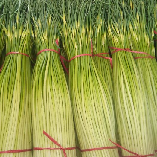 丰县白帽蒜薹 60~70cm