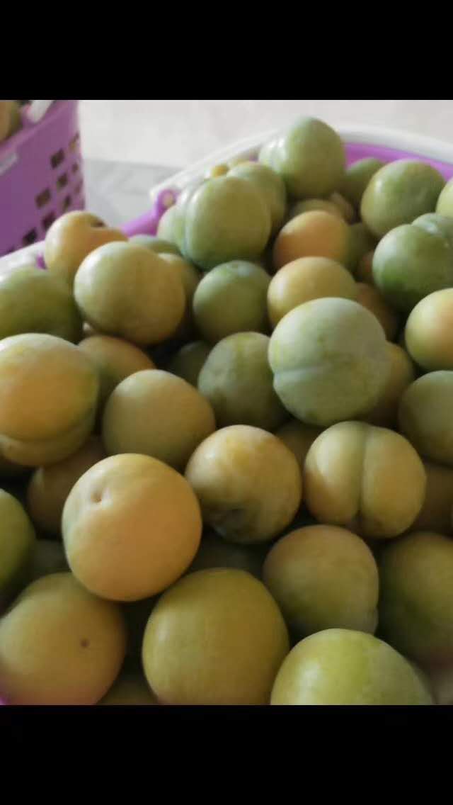  贵州六马甜脆可口李子六月李自家果园，果园直发