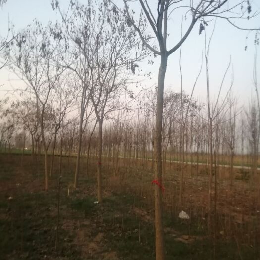 太康县北栾树 9公分北栾量大价格美丽！