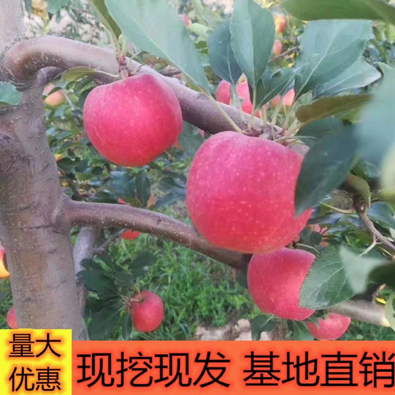 红富士苹果苗 量多优惠 现挖苗 成活率很高 可签合同