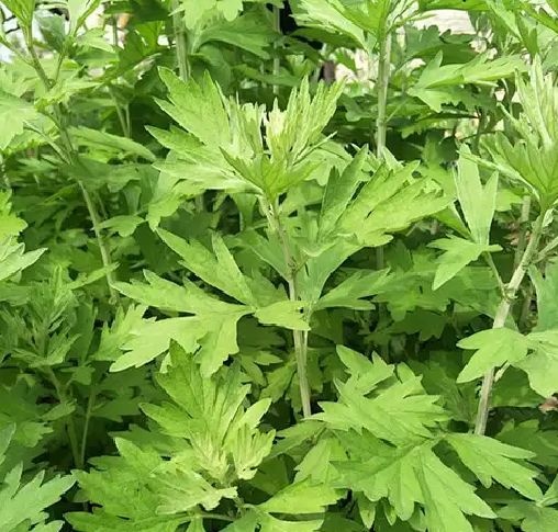 宿迁种植槽 香艾草种苗种植一年四季都能种。