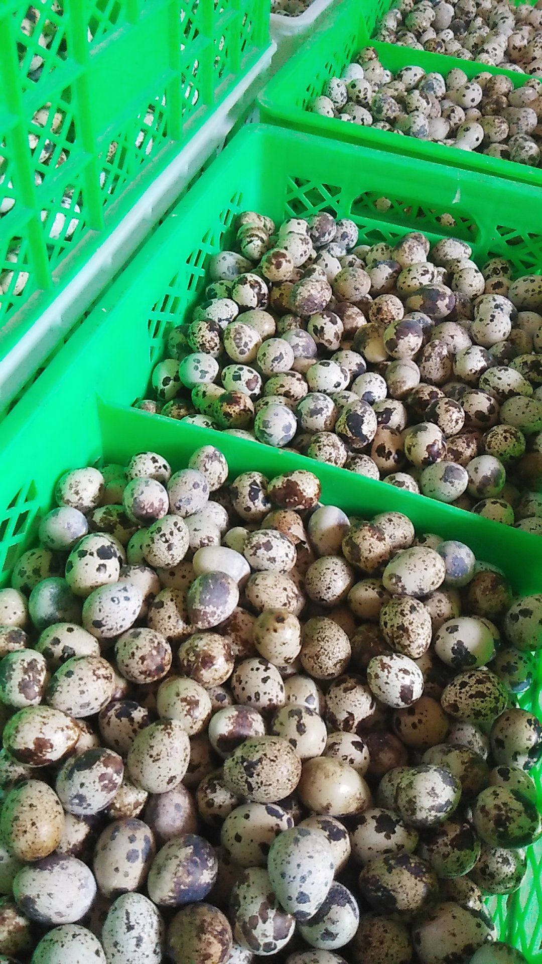 白羽鹌鹑蛋 食用 箱装