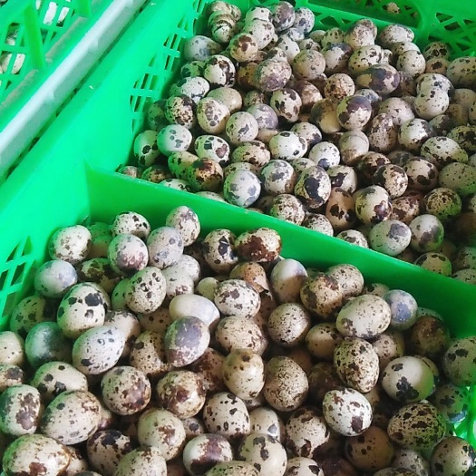 高邑县白羽鹌鹑蛋 食用 箱装