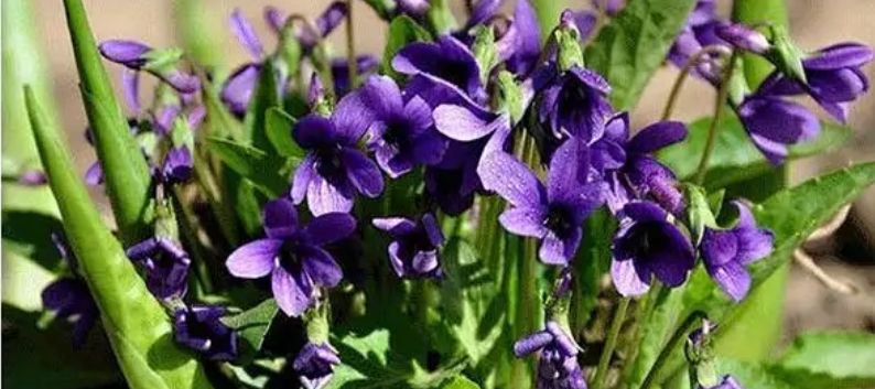 宿迁紫花地丁种子 紫花地丁多年生耐寒花籽花四季种植。