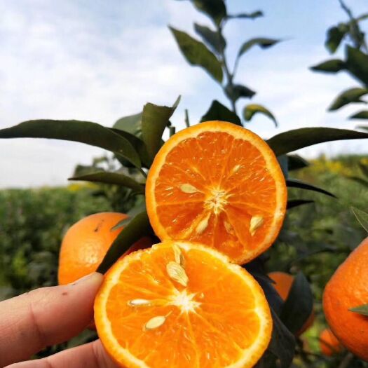 乐山 甜的沃柑大量上线了，
自家果园🍊 品质好果🍊