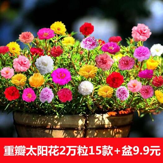 沭阳县太阳花种子 太阳花种籽花种籽子混色重瓣室内七彩种子易活四季易种
