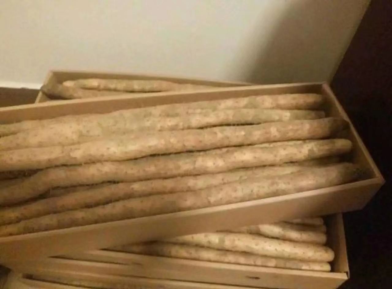 细毛山药 70~90cm