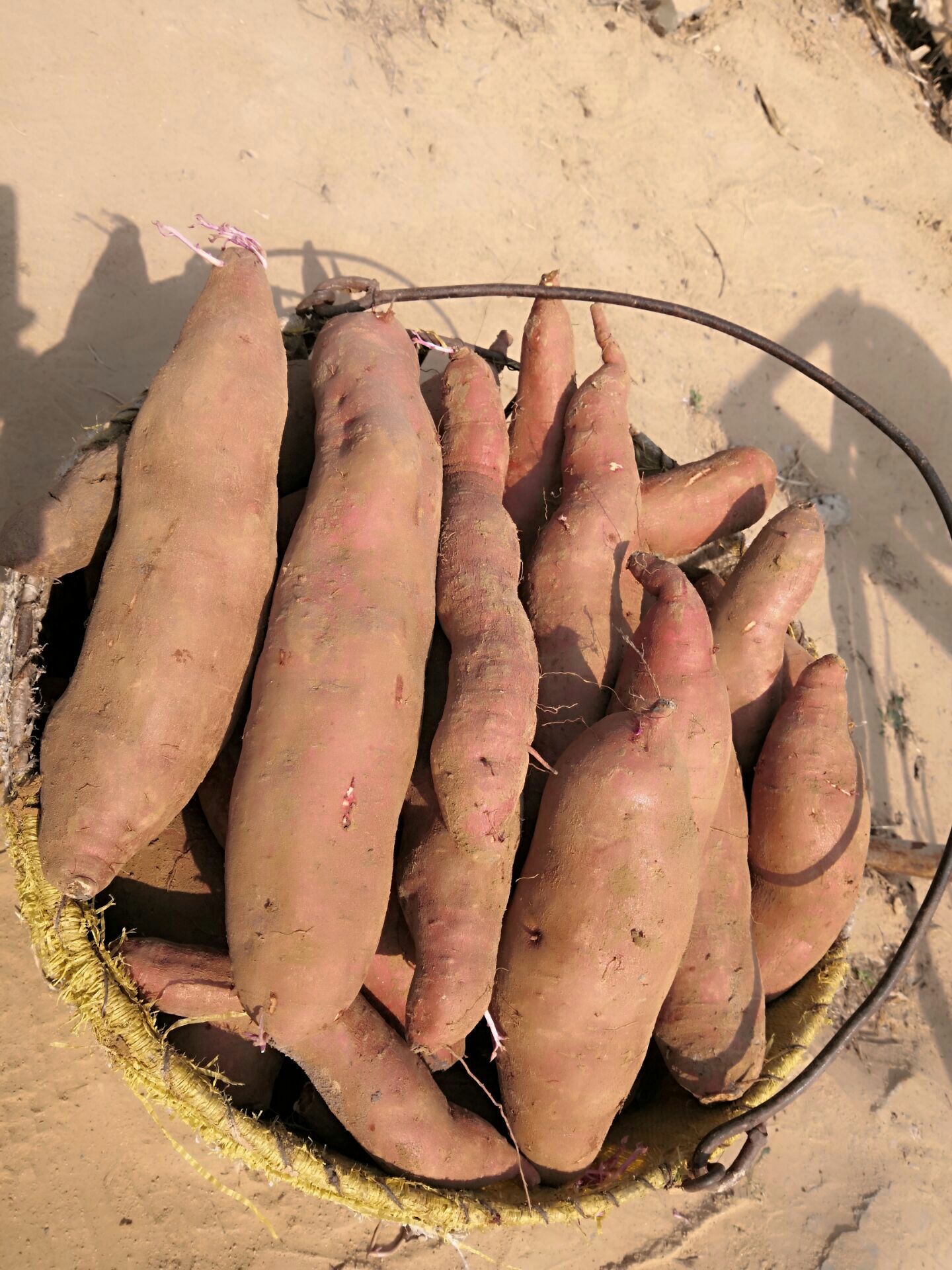 济薯26红薯，济26地瓜，板栗薯，产地直销，品质保证