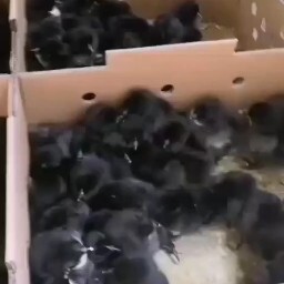 衡南县 大量孵化纯正乌骨鸡苗，五黑一绿出壳苗，包成活率到家