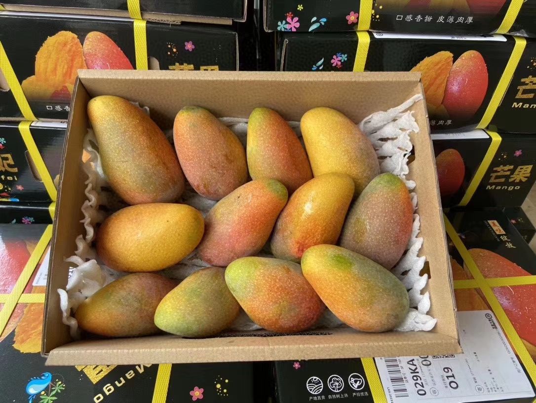  海南三亚树上熟贵妃芒