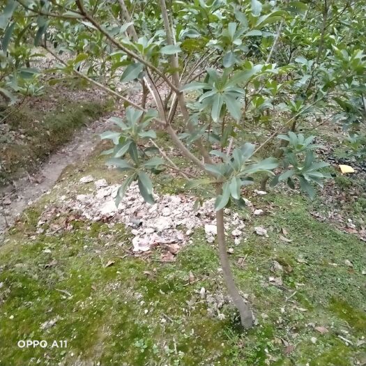靖州县杨梅芽苗 乌梅，黑炭杨梅