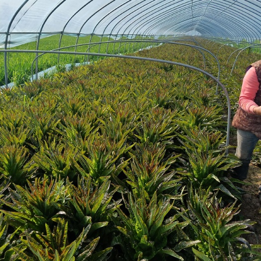 宿州种植大棚 自家种植莴苣10万斤
