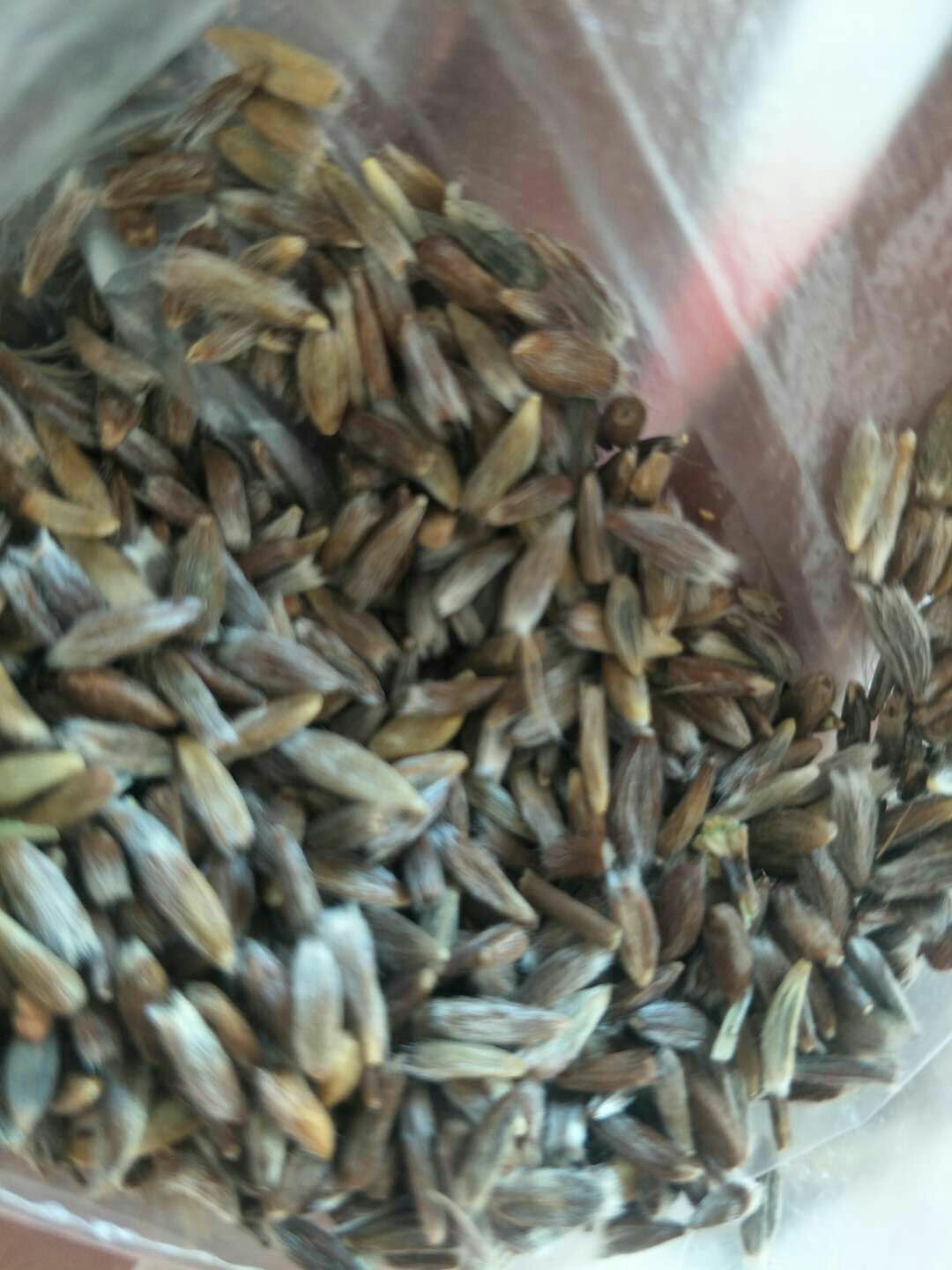 苍术种子 朱砂点北苍术种籽