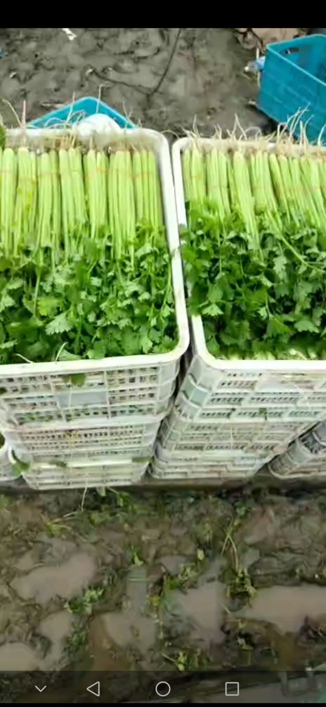  南通万亩蔬菜基地常年供应精品芹菜基地直供实力代办