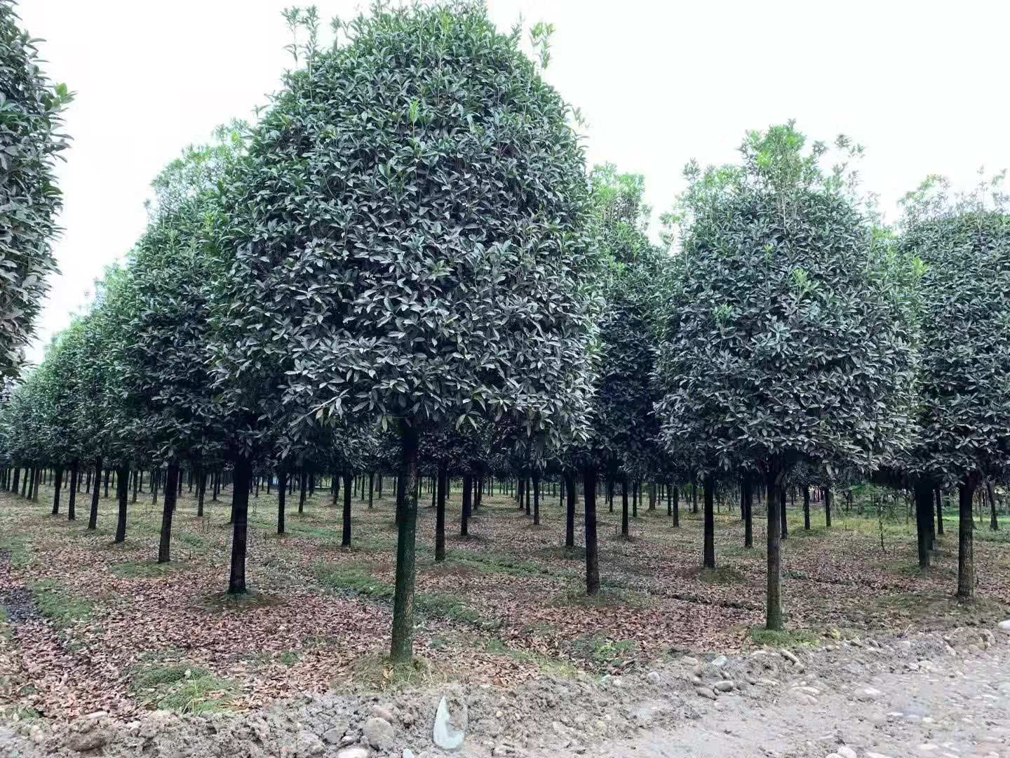 金桂 长年批发高杆桂花价格便宜