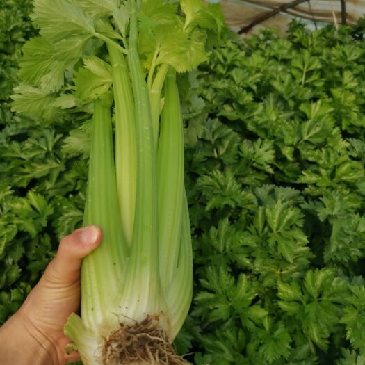 上海浦东南汇种植户，西芹莴笋出售，价格随行就市，希望长期合作