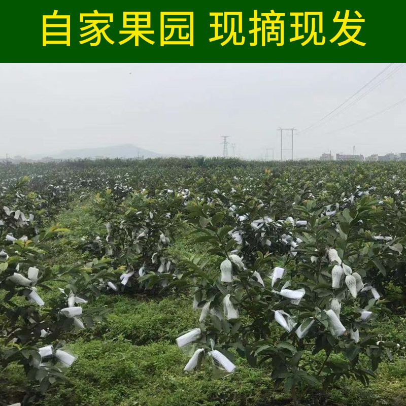  【低糖分不增肥】广西红心芭乐番石榴白心新鲜水果 单果