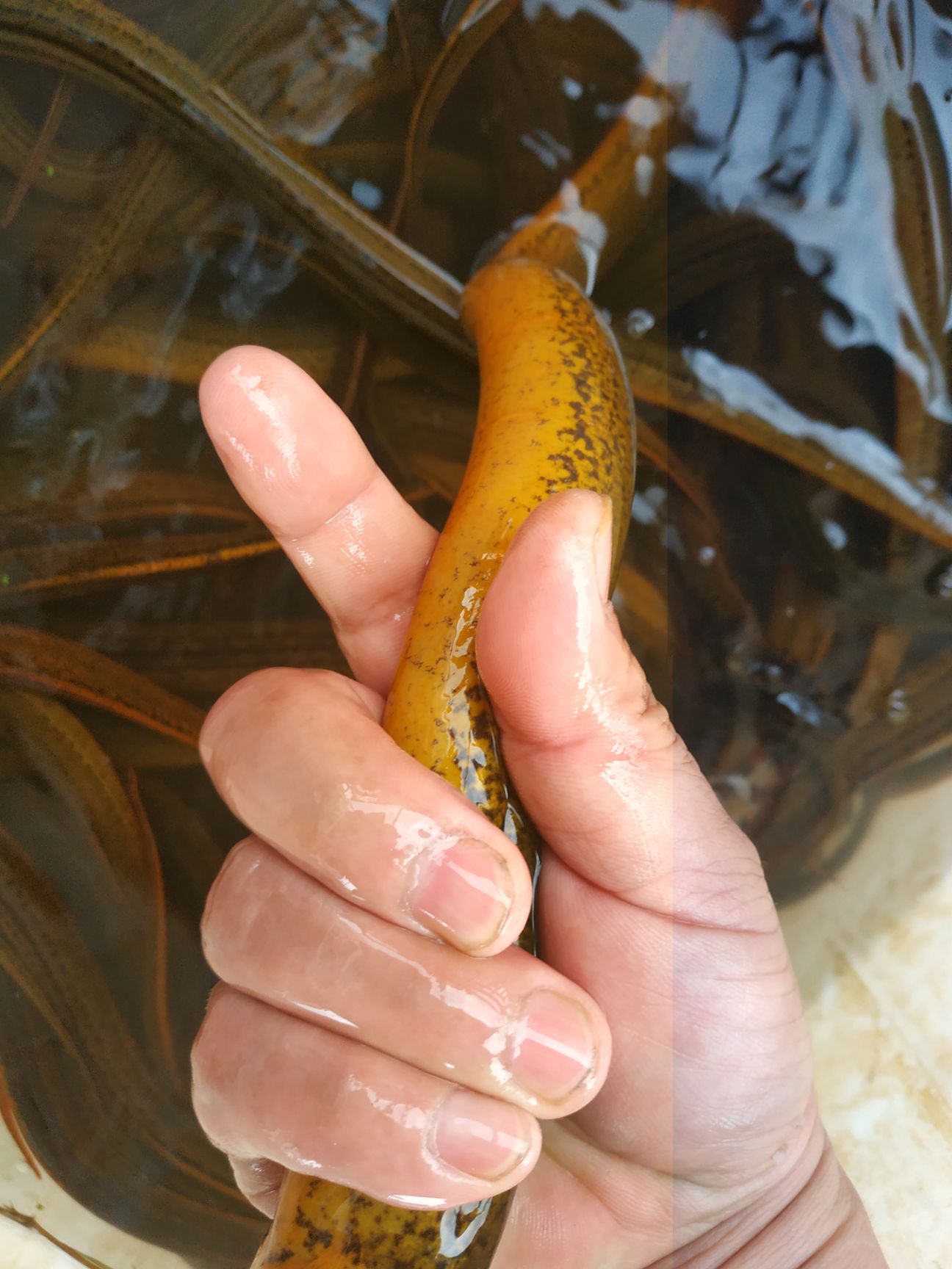 斤货八两上天然大黄鳝，斤货，货源稳定，鲜活到家，洪湖直发