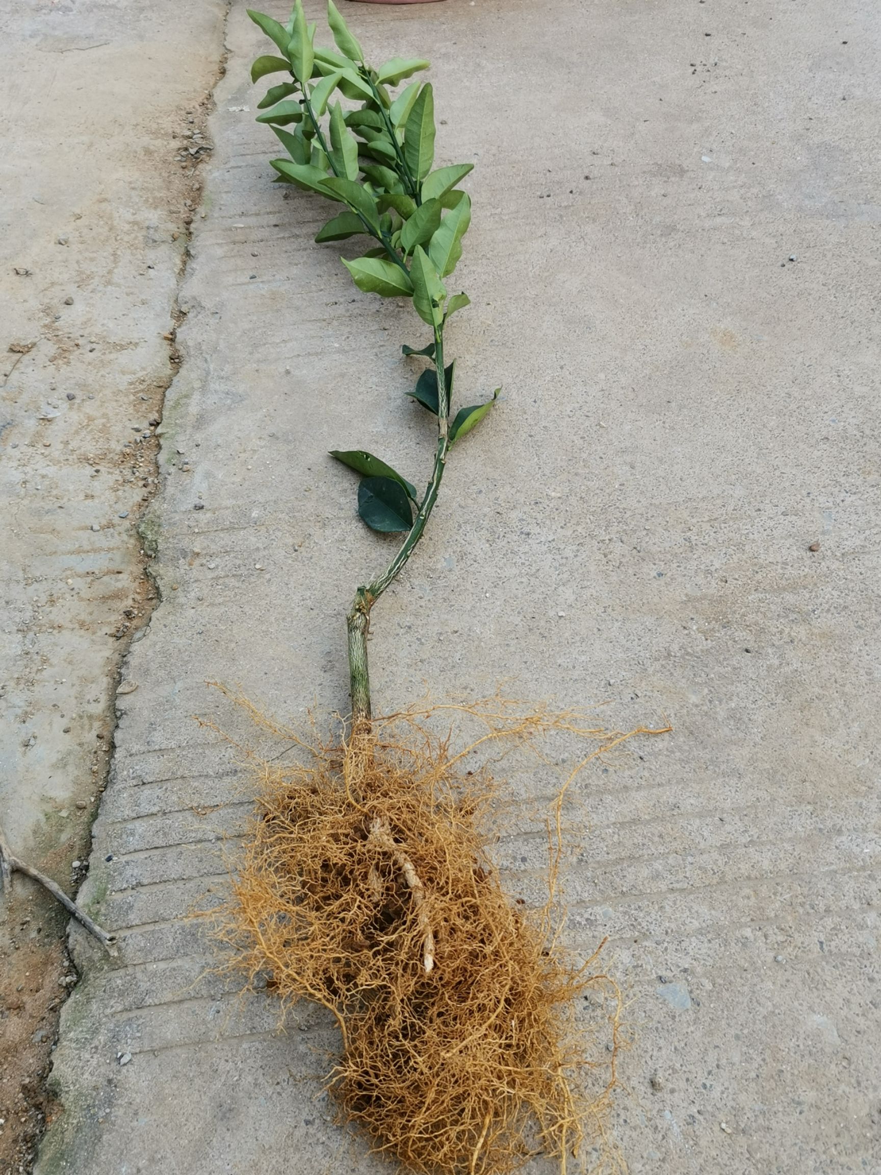  特优大果金桔苗